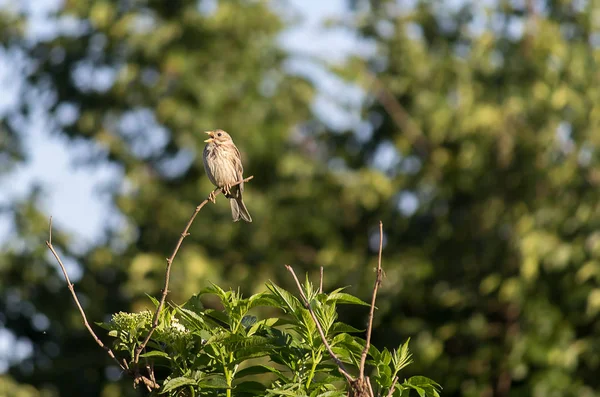  Emberiza calandra yüksek sesle ve ayırt edici bir şarkı vardır