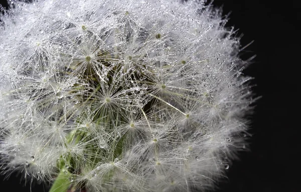 Cabeza Diente León Rocío Diente León Sobre Fondo Negro — Foto de Stock