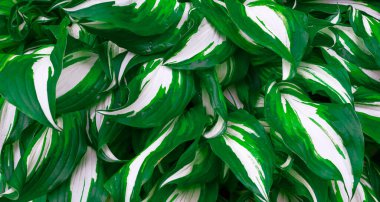 Yeşil yapraklı büyük bir çalılığın doğal arka planı