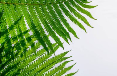 Eğrelti otu. doğal arkaplan