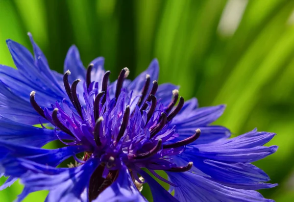 Yeşil Arka Planda Mavi Bir Çiçeğin Makro — Stok fotoğraf