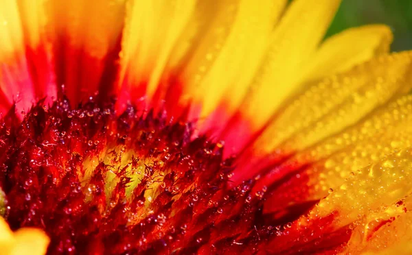 Çiy Damlaları Ile Parlak Bir Çiçeğe Yaklaş — Stok fotoğraf
