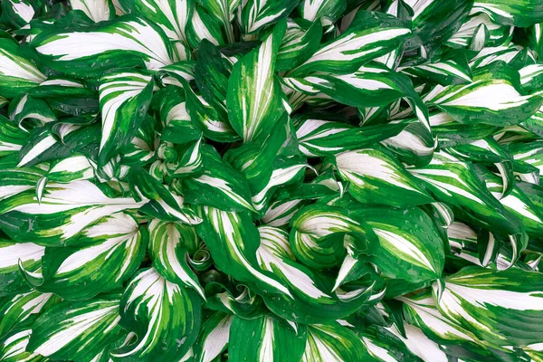 Beyaz-yeşil yapraklı büyük bir bitki çalısı.