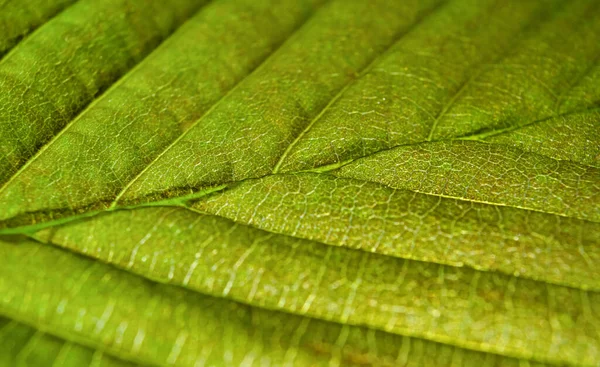 Folha Verde Uma Árvore Perto — Fotografia de Stock