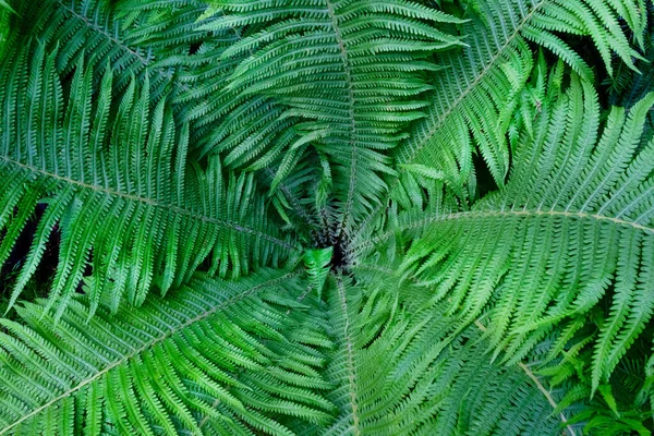 Green Fern Leaves Close — Stock Photo, Image