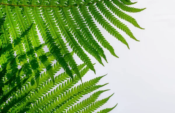 Eğrelti otu. doğal arkaplan