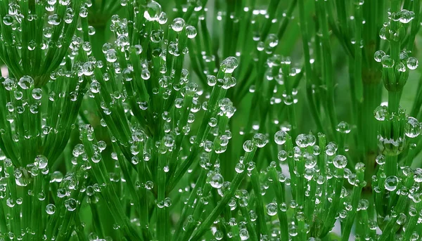 草坪上撒满了雨滴的植物 — 图库照片