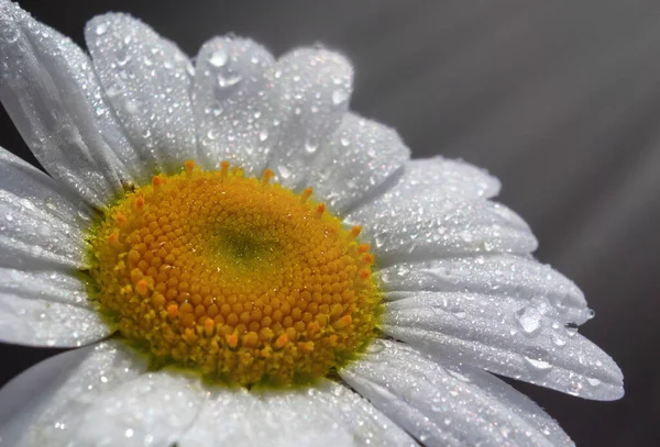 Black Background One Camomile Dew Drops — Stock Photo, Image