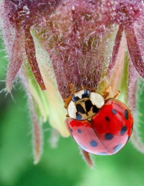 Bir uğur böceği yaz çiçeğine tırmanıyor.