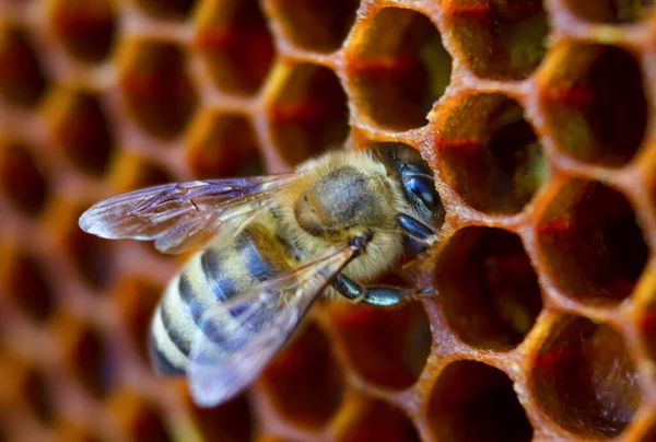 Primer Plano Una Abeja Sentada Panal Imagen de stock