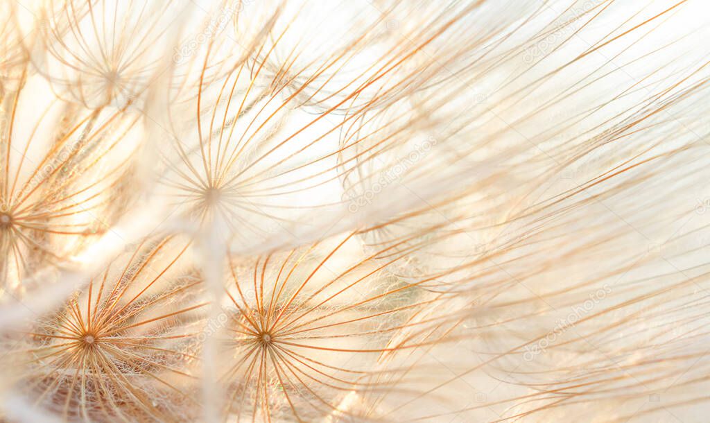 natural background with dandelion, dandelion parachutes