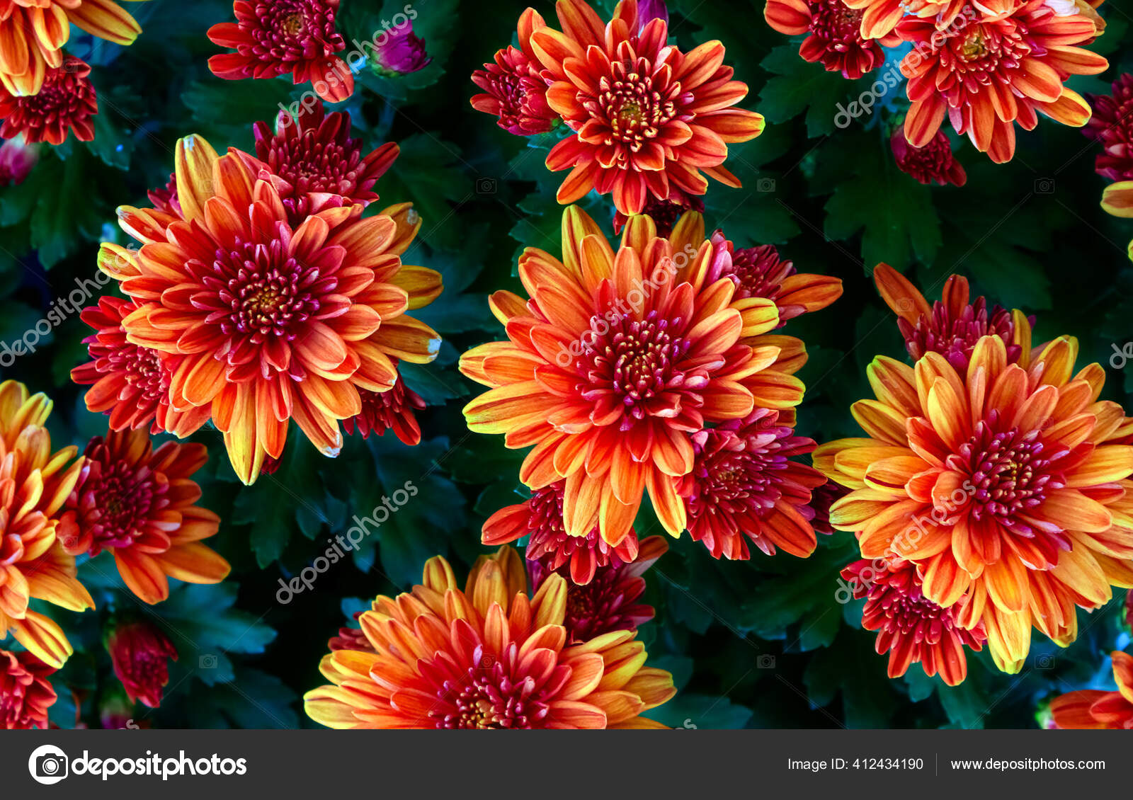 秋の花と自然の背景オレンジ菊の壁紙 ストック写真 C Vikusikk