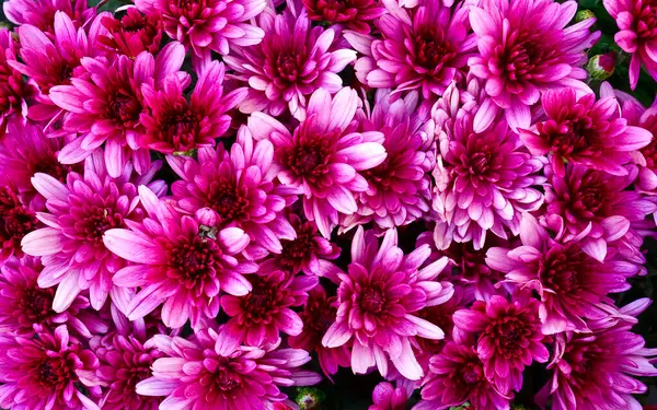 Purple Background Autumn Chrysanthemum Flowers — Stock Photo, Image