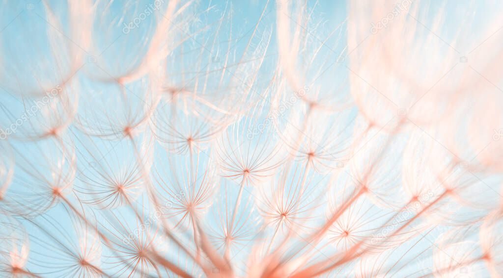 Delicate natural background with dandelion, dandelion on the background of the sky