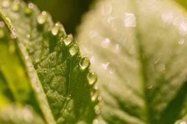 Taze yeşil bahar bitkisinin üzerindeki su damlacıkları. Doğal soyut makro.