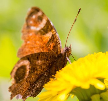 Güzel bahar kelebeği güneşli bir günde çayırda oturuyor..