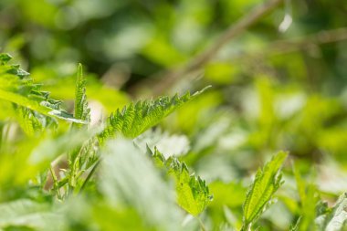 Yeşil yabani ısırgan otlarının yapraklarını kapatın. Çayır üzerinde büyüyen ısırgan otu