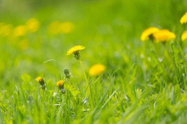 Bahar çayırlarında yetişen sarı karahindibalar. Popüler ilkbahar yabani çiçeği.