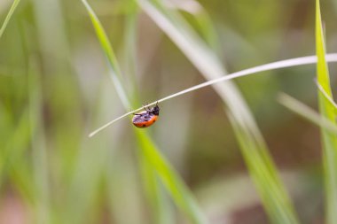 Bahar günü yeşil bitkide yürüyen uğur böceği. Uğur böceğini kapat.