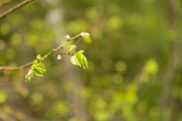 Jonge Verse Lindebladeren Takje Tak Van Lindeboom Met Nieuwe Bladeren — Stockfoto