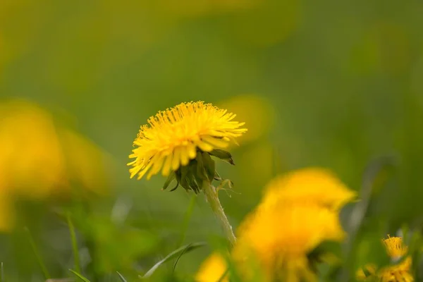 Dentes Leão Amarelos Crescem Prado Primavera Primavera Popular Flor Selvagem — Fotografia de Stock