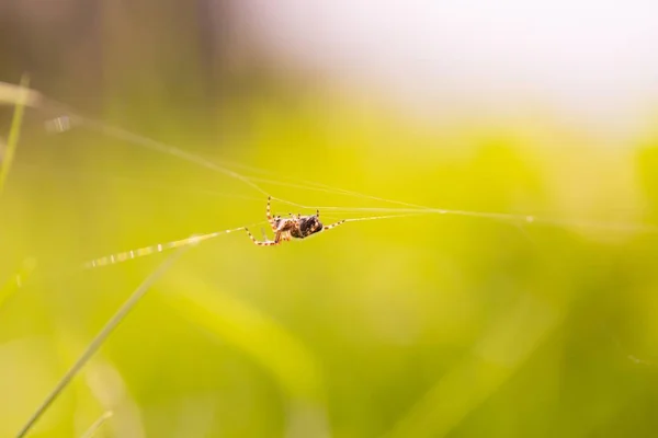 Primer Plano Araña Jardín Sentada Telaraña Macro Primavera Araña — Foto de Stock