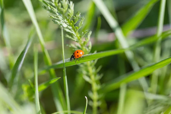 Marienkäfer Auf Grünen Pflanzen Frühlingstag Marienkäfer Aus Nächster Nähe — Stockfoto