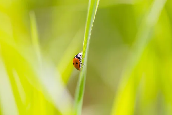 Marienkäfer Auf Grünen Pflanzen Frühlingstag Marienkäfer Aus Nächster Nähe — Stockfoto