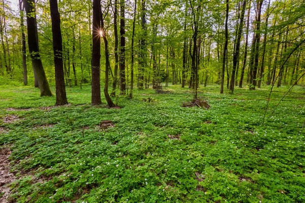 Paisagem Floresta Primavera Com Anêmonas Brancas Florescendo Paisagem Florestal Natural — Fotografia de Stock