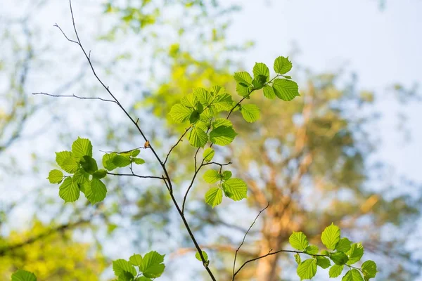 Весной Новые Зеленые Листья Ветвях Деревьев Ветки Весеннего Дерева — стоковое фото