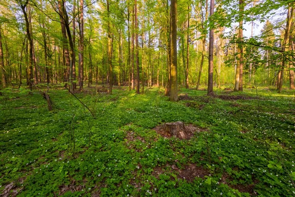 白いイソギンチャクが咲く春の森の風景 自然の森の風景 ストックフォト