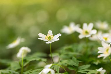 Polonya 'da ilkbahar ormanlarında açan beyaz şakayık çiçekleri. Vahşi beyaz çiçekler.
