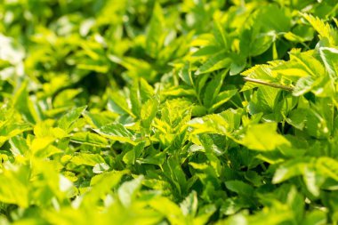 Yeşil yay yakında ayrılıyor. Yeşil çimen yapraklı bahar arkaplanı.