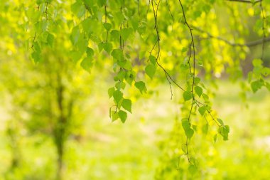 Daldaki huş ağacının genç yeşil yaprakları. Bahar mevsiminde huş ağaçlarının taze yapraklarını kapatın.