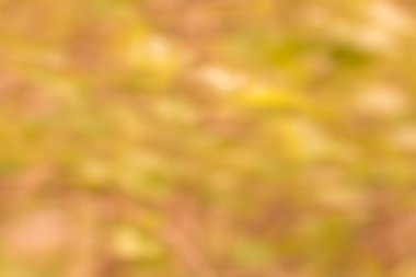 Doğal altın bokeh arka planı. Yeşil bitkilerle defocuset arkaplanı.