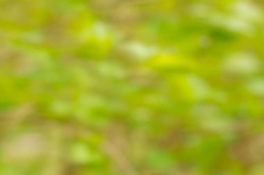 Doğal bokeh geçmişi. Yeşil bitkilerle defocuset arkaplanı.
