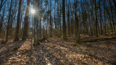 Erken bahar ormanı manzarası. Güneşli bir günde Avrupa ormanları