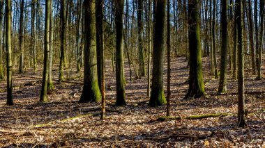 Erken bahar ormanı manzarası. Güneşli bir günde Avrupa ormanları