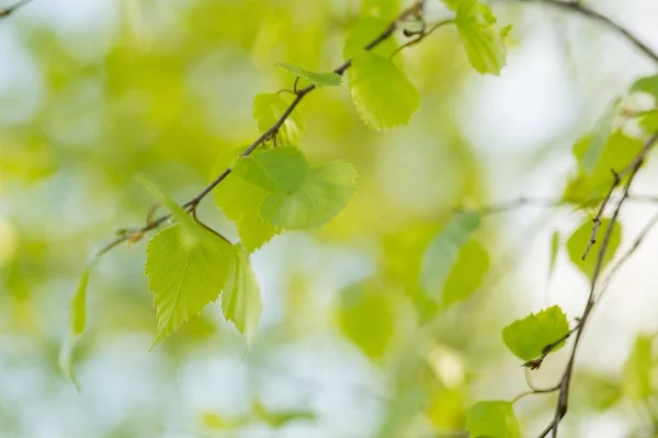 Mladé Zelené Listy Břízy Větvi Zavřít Čerstvé Břízové Listy Jaře — Stock fotografie