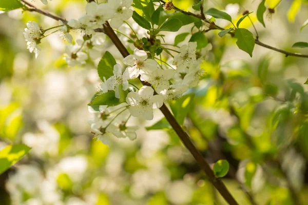 Kvetoucí Větve Třešně Nebo Geanu Zblízka Kvetoucích Větví Leštěném Sadu — Stock fotografie