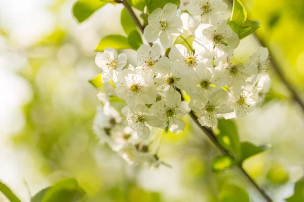 Blühende Zweige Von Kirschbaum Oder Gänsebaum Nahaufnahme Von Blühenden Zweigen — Stockfoto