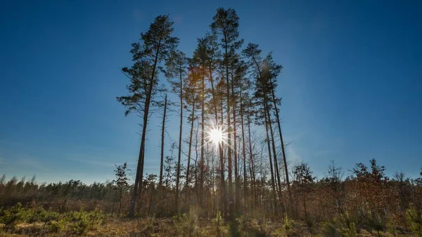 Vroeg Voorjaar Bos Landschap Europees Bos Winter Zonnige Dag — Stockfoto