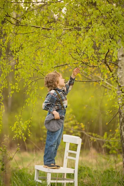 Genç Sarışın Çocuk Huş Ağacının Altında Beyaz Eski Bir Sandalyede — Stok fotoğraf