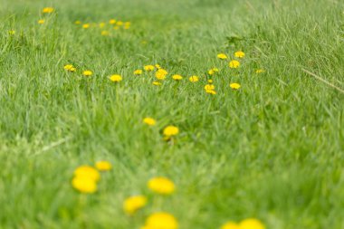 Bahar çayırlarında yetişen sarı karahindibalar. Popüler ilkbahar yabani çiçeği.