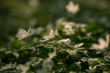 Polonya 'da ilkbahar ormanlarında açan beyaz şakayık çiçekleri. Vahşi beyaz çiçekler.