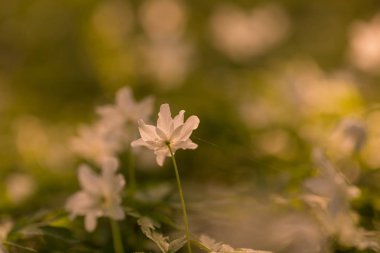 Polonya 'da ilkbahar ormanlarında açan beyaz şakayık çiçekleri. Vahşi beyaz çiçekler.