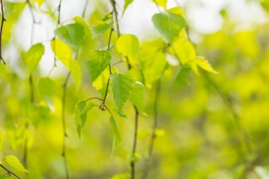Daldaki huş ağacının genç yeşil yaprakları. Bahar mevsiminde huş ağaçlarının taze yapraklarını kapatın.