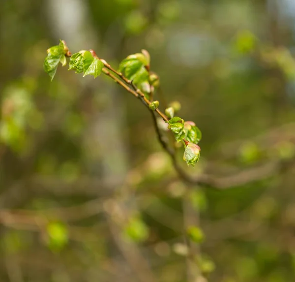 Νεαρά Φρέσκα Φύλλα Φλαμουριάς Κλαδί Κλάδος Της Φλαμουριάς Νέα Φύλλα — Φωτογραφία Αρχείου