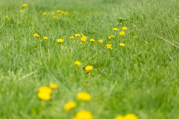 Bahar çayırlarında yetişen sarı karahindibalar. Popüler ilkbahar yabani çiçeği.