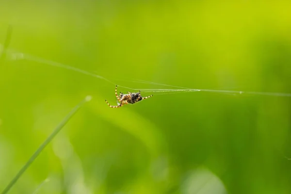 Close Garden Spider Sitting His Web Springtime Macro Spider — Stock Photo, Image